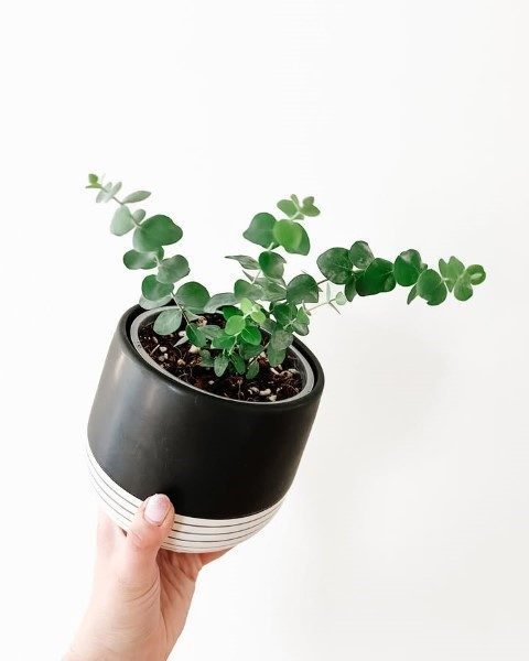سفارش گیاه اکالیپتوس برای طراحی دکوراسیون مینیمال