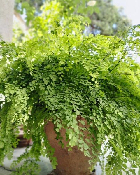 گیاه پرسیاوشان برای دکوراسیون اتاق پذیرایی