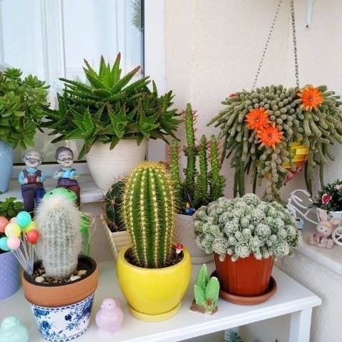 سفارش کاکتوس برای فضای مطالعه