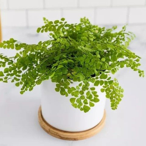 پرسیاوشان مناسب برای تزئین اتاق‌های نشیمن