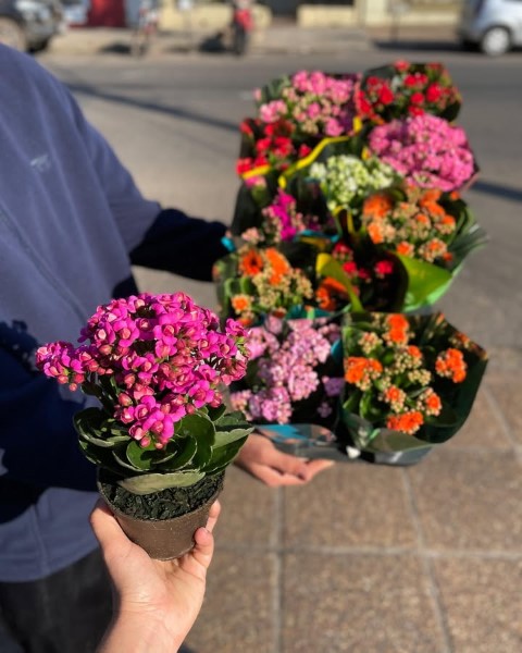 کالانکوئه گیاهی مناسب برای تزئین فضای گلخانه‌ها