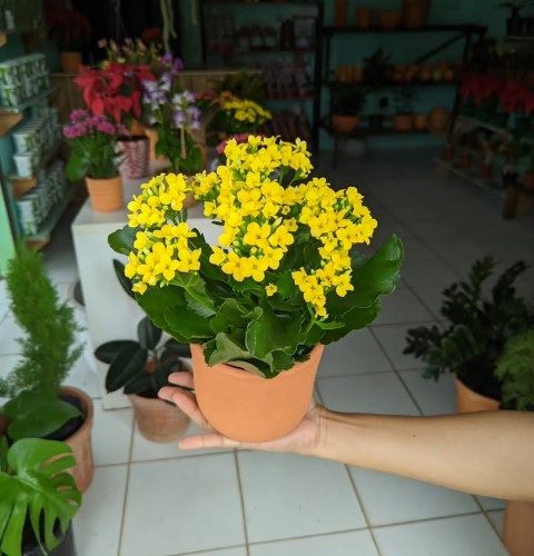 کالانکوئه گیاه مناسب برای فضای داخلی خانه‌های کوچک