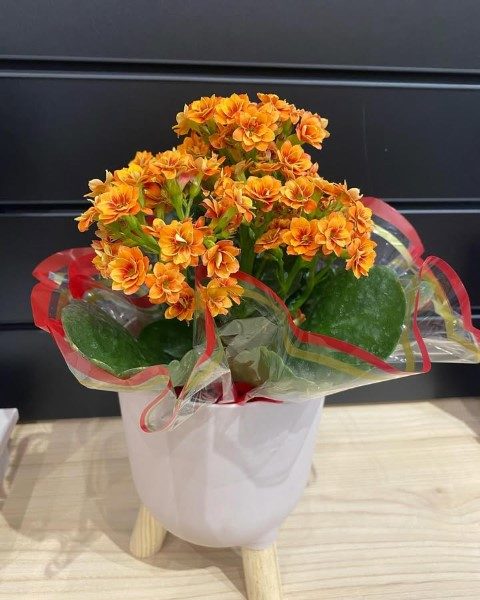 گیاه کالانکوئه برای دکوراسیون فضای بیرونی