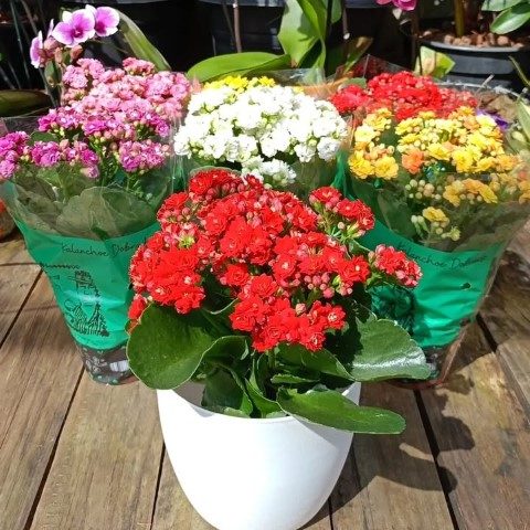 خرید کالانکوئه برای دکور فضاهای باز