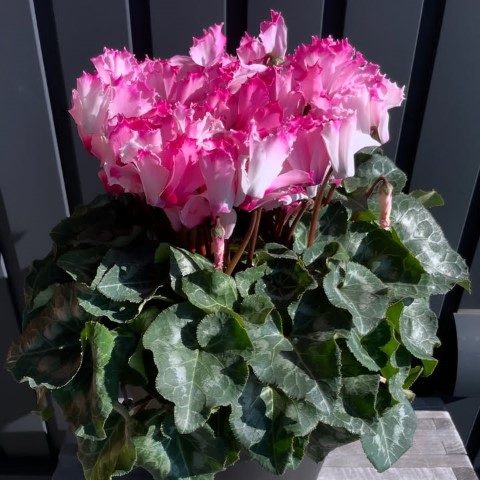 سفارش گل سیکلامن برای دفتر کار