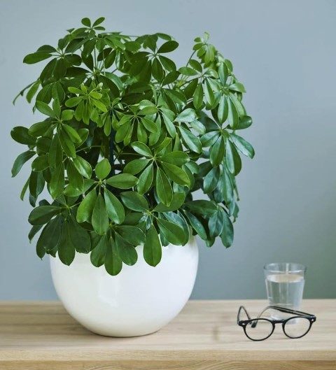 سفارش شفلرا برای پذیرایی خانه
