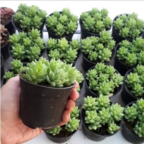 گیاه سدوم مورگانیانوم مناسب برای فضای سبز در مراکز آموزشی