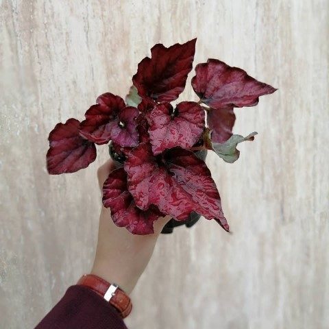 خرید بگونیا رکس برای تزئین فضای سبز در سالن‌های زیبایی