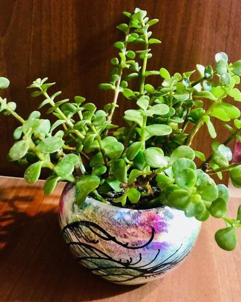 کراسولا خرفه ای برای دکور و طراحی فضای سبز آپارتمان