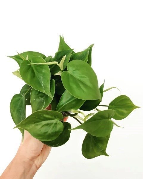 خرید فیلودندرون برگ قلبی برای زیباسازی فضای دفتر