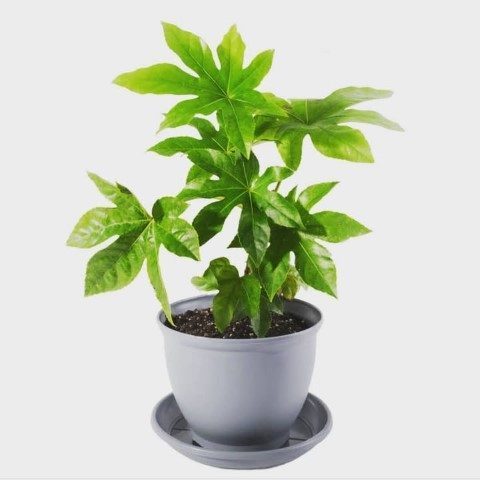 استفاده از آرالیای برگ پهن ژاپنی برای طراحی فضای سبز در آتریوم‌های داخلی