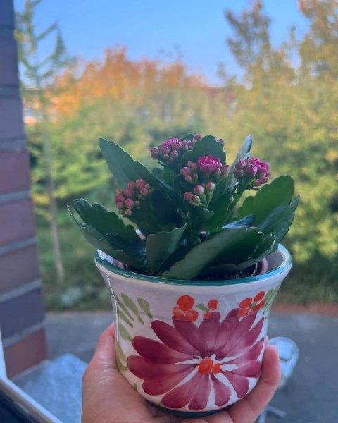 خرید کالانکوئه برای طراحی باغچه