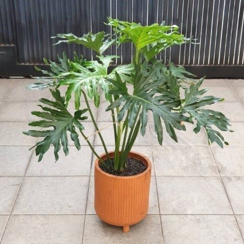 فیلودندرون برگ انجیری مناسب برای تزئین فضاهای کم نور