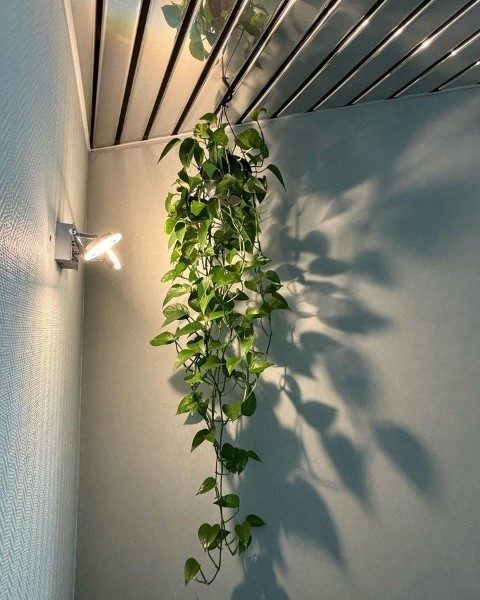 خرید فیلودندرون برگ قلبی برای ایجاد فضای سبز در خانه