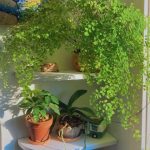 گیاه پرسیاوشان برای زیباسازی محیط‌های اداری و دفتری