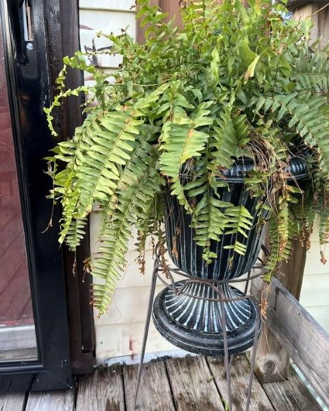 سرخس بوستون مناسب برای طراحی فضای سبز در مطب