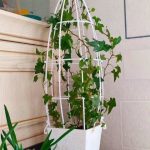 خرید پاپیتال برای استفاده در فضای سبز پارک‌ها