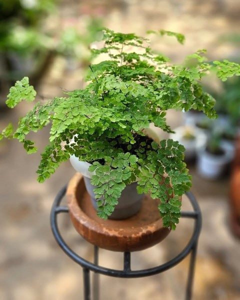 پرسیاوشان مناسب برای طراحی فضای سبز در مراکز آموزشی