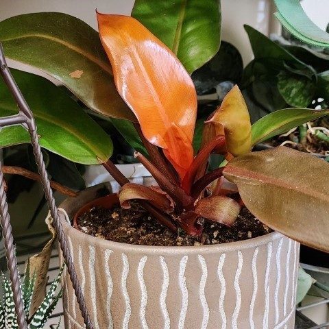 فیلودندرون شاهزاده برای ایجاد یک فضای آرام و سبز