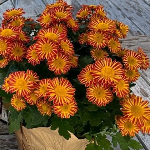 گل داوودی مناسب برای دکوراسیون اتاق خواب
