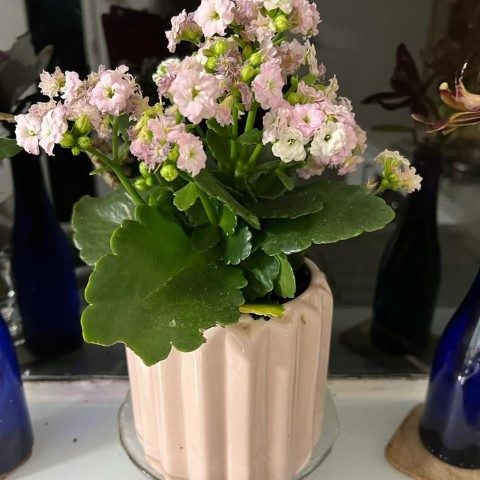 گیاه کالانکوئه برای طراحی فضای داخلی مدرن