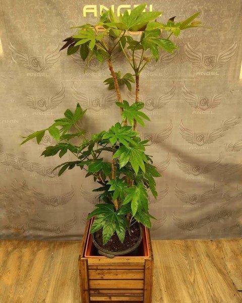 خرید آرالیای برگ پهن ژاپنی برای تزئین اتاق خواب‌ها با دکوراسیون طبیعی