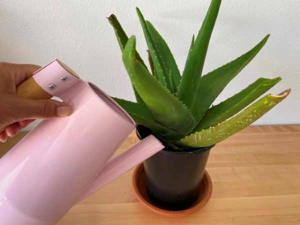 خرید گیاه آلوئه ورا برای فضاهای توریستی