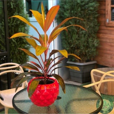 استفاده از گیاه کردیلین در فضاهای کوچک داخلی