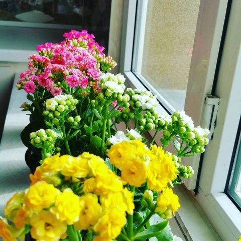 کالانکوئه بهترین انتخاب برای دکور منزل