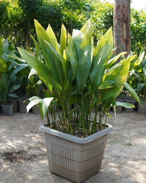 خرید برگ عبایی برای تزئین فضای کافه و رستوران خرید برگ عبایی برای تزئین فضای کافه و رستوران