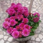 گل داوودی مناسب برای تزئین تراس خانه