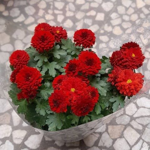 گل داوودی برای استفاده در فضای داخلی رستوران‌ها