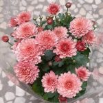 خرید گل داوودی برای تزئین فضای داخلی شرکت‌ها