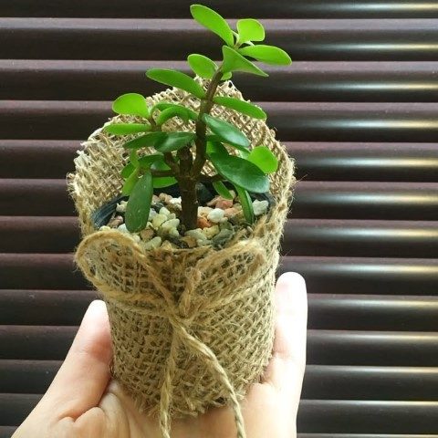 کراسولا خرفه ای برای تزئین فضای داخلی خانه
