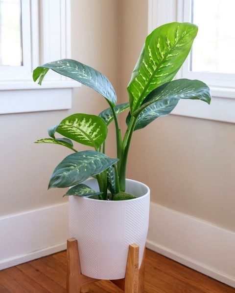 خرید دیفن باخیا برای مطب دندانپزشکی