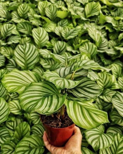 سفارش گیاه کالاتیا اوربیفولیا برای دفتر کار