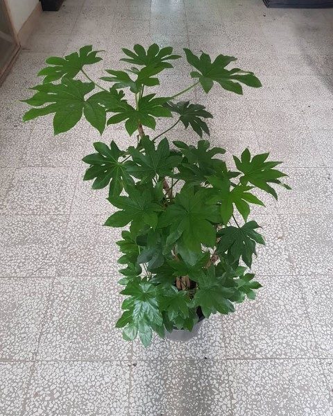 گیاه آرالیای برگ پهن ژاپنی برای تزیین فضای کاری و اتاق کنفرانس