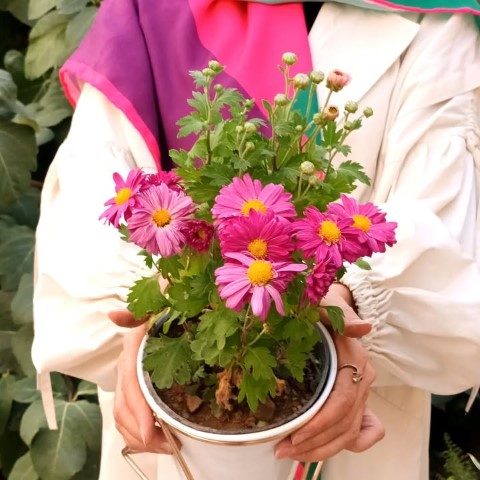 گل داوودی مناسب برای دکوراسیون اتاق ناهارخوری