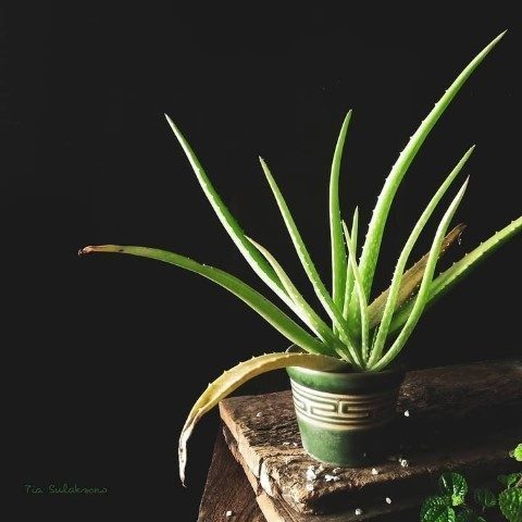 خرید آلوئه ورا برای طراحی فضاهای گردشگری