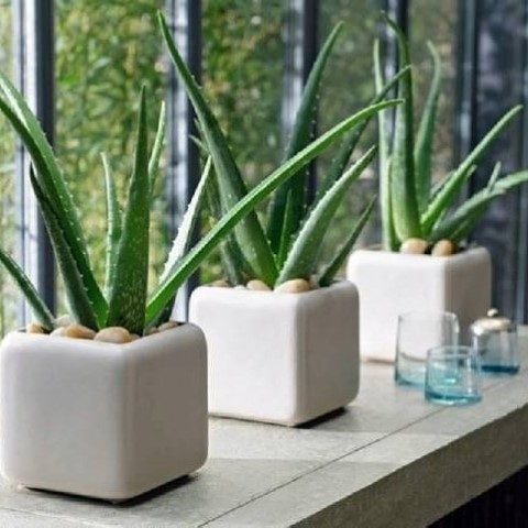 خرید آلوئه ورا برای فضای سبز آموزشی