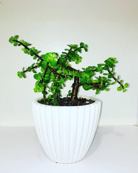 گیاه کراسولا خرفه ای برای استفاده در فضای بیرونی