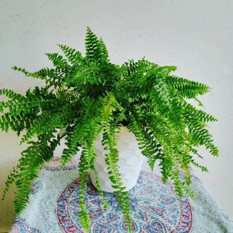 سفارش سرخس بوستون برای طراحی فضای سبز در زمین‌های بازی
