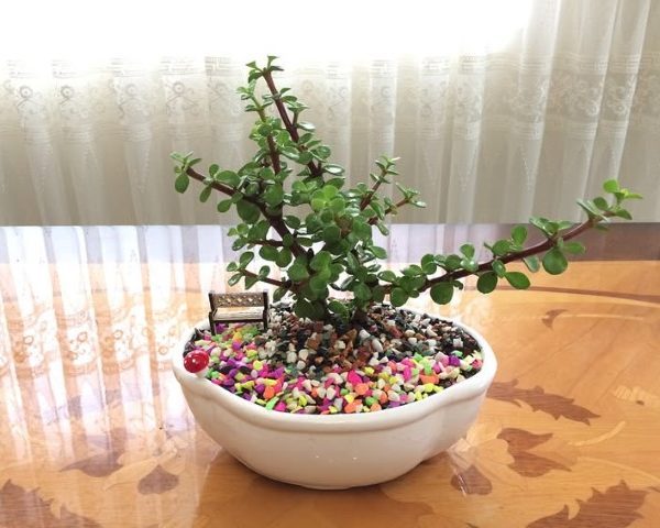 گیاه کراسولا خرفه ای برای تزئین فضای پذیرایی