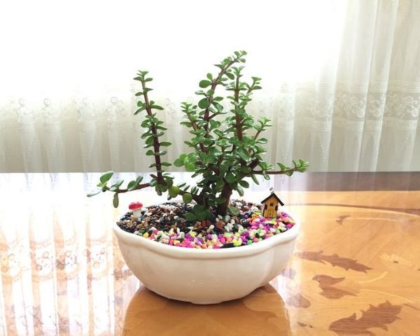 خرید کراسولا خرفه ای برای دکور مطب پزشکان