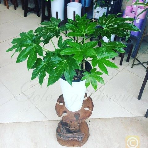 استفاده از آرالیای برگ پهن ژاپنی برای زیباسازی محیط‌های تجاری و فروشگاه‌ها