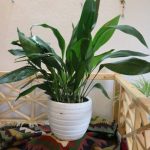 برگ عبایی برای طراحی فضاهای داخلی مدارس و مهد کودک‌ها