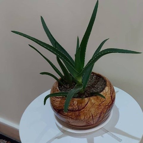 خرید آلوئه ورا برای تراس و حیاط