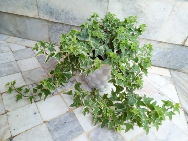 پاپیتال مناسب برای تزئین فضای سبز در حیاط خانه