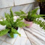 سفارش سرخس بوستون برای زیباسازی فضاهای تفریحی