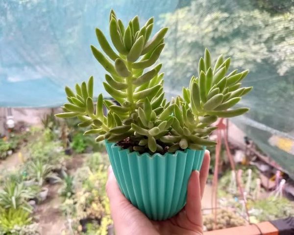 سفارش سدوم مورگانیانوم برای فضای سبز داخل مراکز تجاری